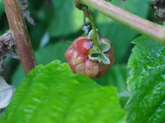 Rubus idaeus