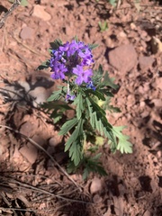 Glandularia wrightii