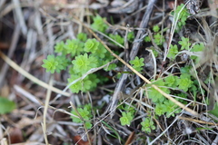 Galium mollugo