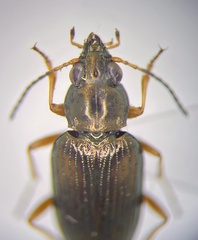 Bembidion confusum