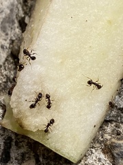 Tetramorium