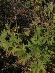 Aconitum septentrionale