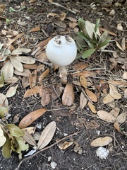 Agaricaceae