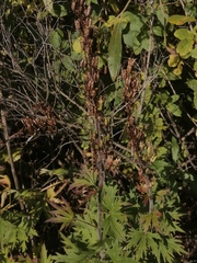Aconitum septentrionale