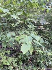 Euonymus atropurpureus