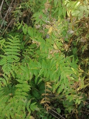 Polemonium caeruleum