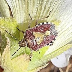 Dolycoris