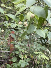 Euonymus atropurpureus