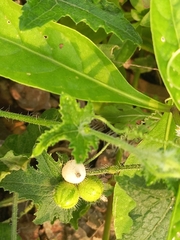 Cucumis maderaspatanus