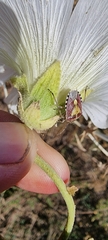 Dolycoris