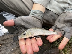 Catostomus commersonii