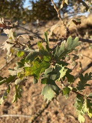 Quercus lobata