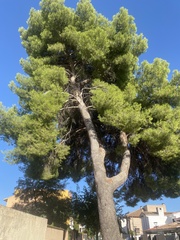 Pinus halepensis