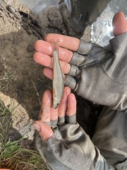 Catostomus catostomus