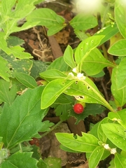 Cucumis maderaspatanus