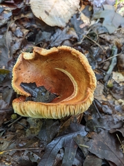 Russulaceae