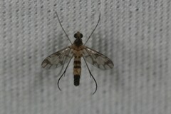 Proceroplatus elegans