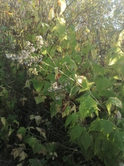 Parasenecio hastatus