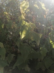 Parasenecio hastatus