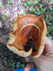 Russulaceae
