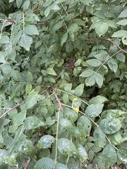 Zanthoxylum americanum