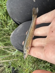 Rhinichthys cataractae