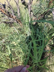 Leptochloa dubia