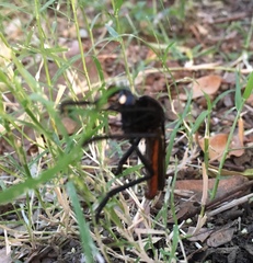 Archilestris magnificus