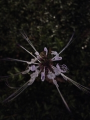 Orthosiphon aristatus