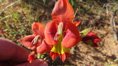 Gladiolus alatus