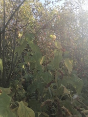 Parasenecio hastatus