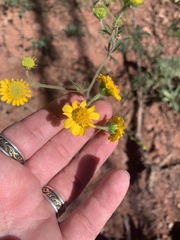 Hymenothrix dissecta