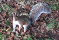 Sciurus carolinensis