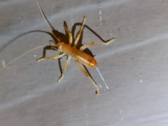 Camptonotus carolinensis