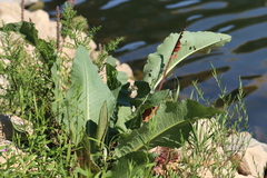 Rumex hydrolapathum