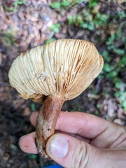 Russulaceae