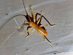 Camptonotus carolinensis