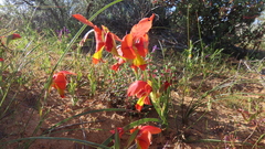 Gladiolus alatus