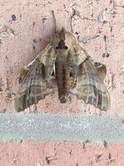 Paonias excaecata