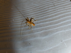 Camptonotus carolinensis