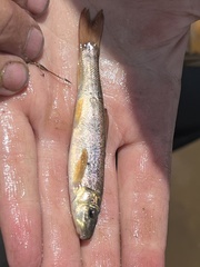 Catostomus catostomus