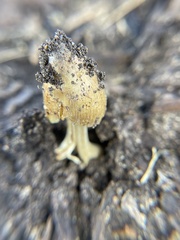 Coprinellus flocculosus
