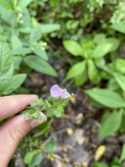 Teucrium canadense