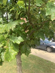 Quercus bicolor