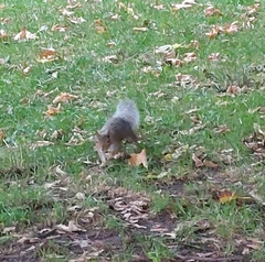 Sciurus carolinensis