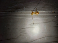 Camptonotus carolinensis