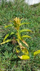 Gentiana cruciata
