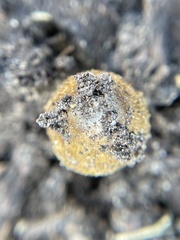 Coprinellus flocculosus