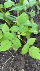 Rubus occidentalis