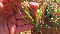 Gladiolus alatus